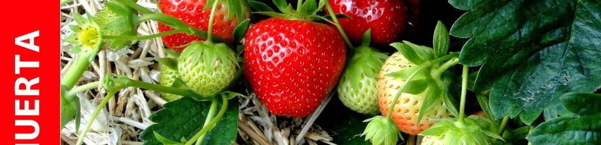 Cultivo de fresas
