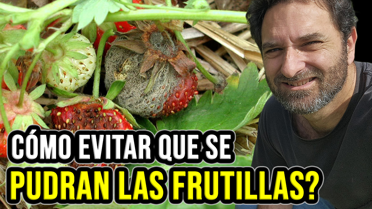 Por qué se pudren las fresas? Cómo evitar que se pudran las fresas en la planta