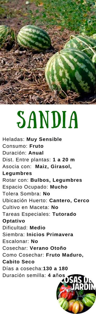 Cómo sembrar, cultivar Sandía en Maceta y sus cuidados