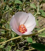 Hibiscus Flores comestibles