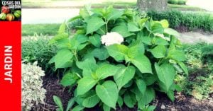 Debido a que son tan hermosas, realmente notas cuando tus hortensias no florecen. Es como si algo faltara en el jardín. Una hortensia que no florece puede ser frustrante, un bajón. #plantas #jardin #jardineria #huerto #huertourbano #cultivar