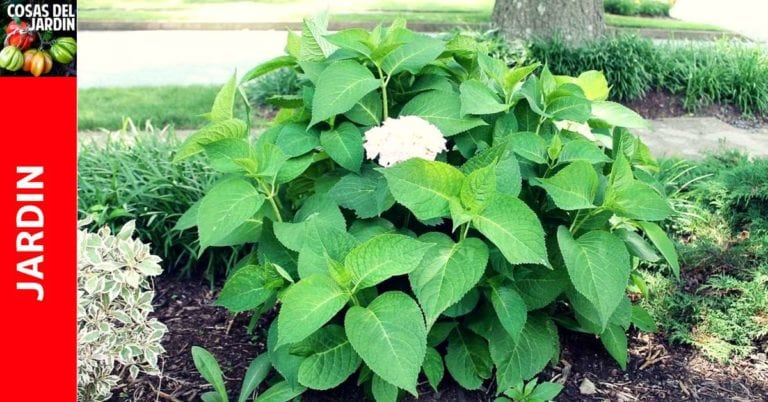 Por qué no florecen las Hortensias – Facil de solucionar