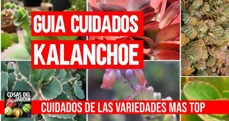 Kalanchoe Cuidados y Propiedades