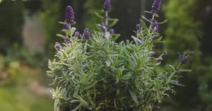 Cómo cultivar lavanda en maceta. Consejos y Cuidados