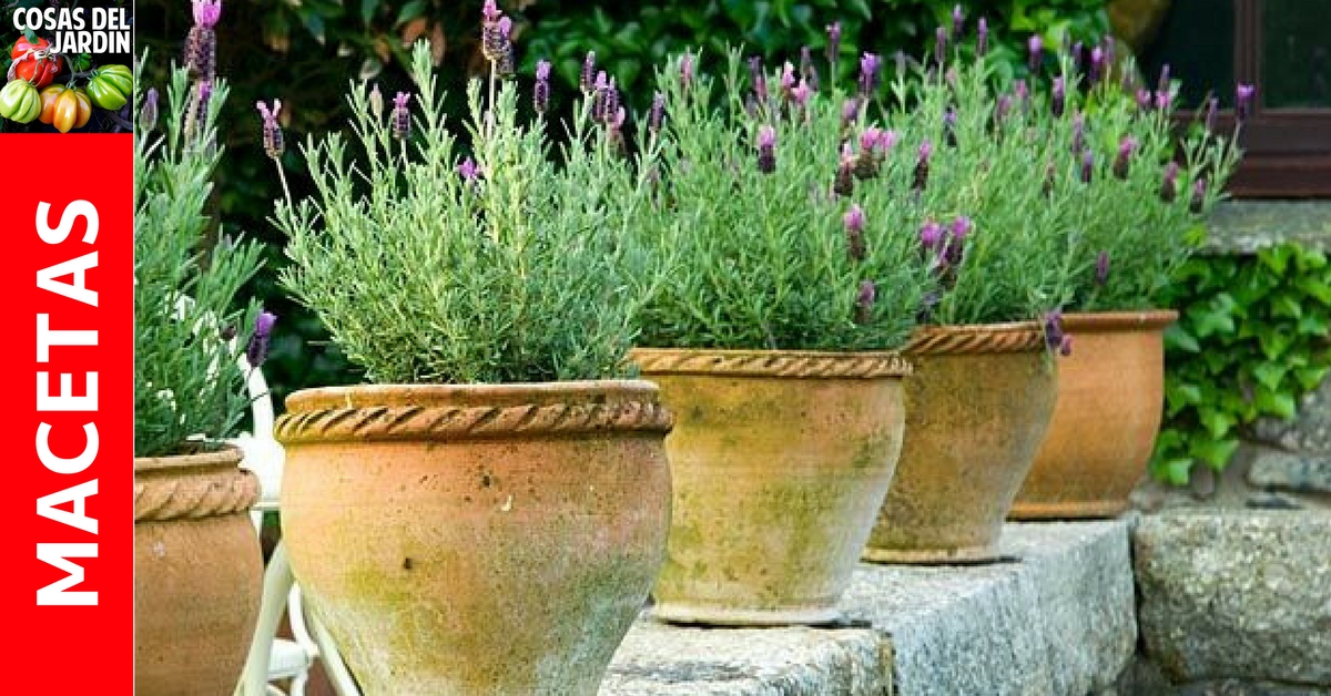 Cómo cultivar lavanda en maceta. Consejos y Cuidados - Cosas del Jardin