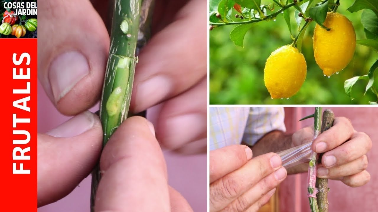 Injerto de limonero – Como injertar cítricos en 7 pasos muy facil