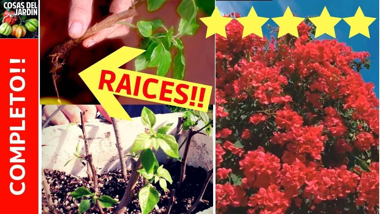 Cómo se reproduce la Bugambilia?¿cómo haces para propagar semillas y esquejes de buganvillas? #jardin #plantas