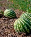 Cultivo de sandía