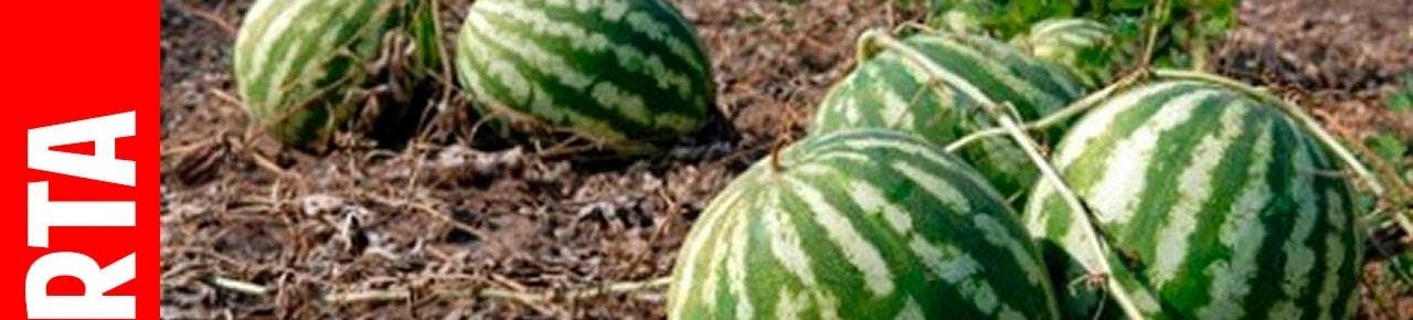 Cultivo de sandía