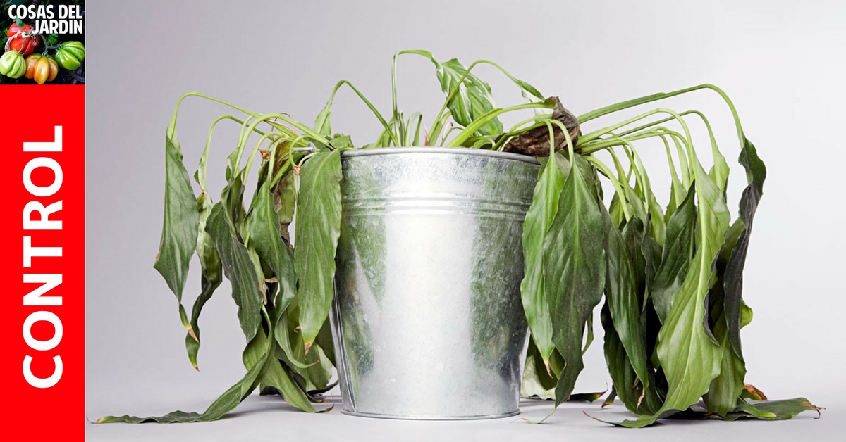 Cómo saber si una planta está muerta y cómo recuperar una planta casi muerta?