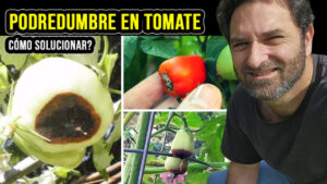 Por qué los tomates se pudren en la planta – Podredumbre apical del tomate