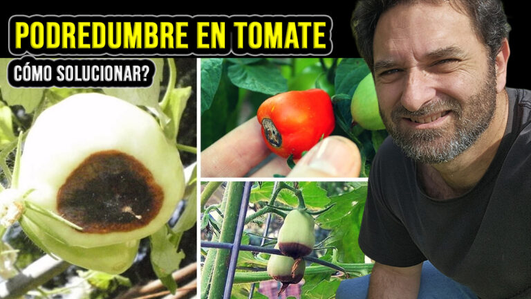 Por qué los tomates se pudren en la planta – Podredumbre apical del tomate