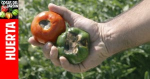 Los Pimientos se pudren en la parte de abajo: Como solucionar la podredumbre apical del pimiento