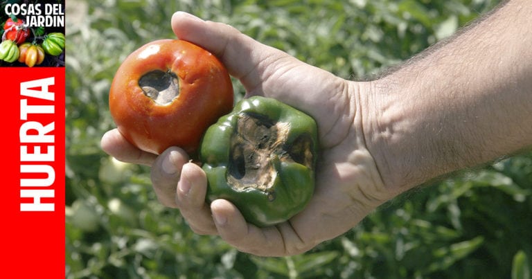 Los Pimientos se pudren en la parte de abajo: Como solucionar la podredumbre apical del pimiento