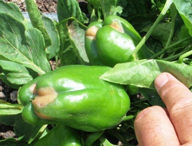 Cultivo de chiles y pimientos
