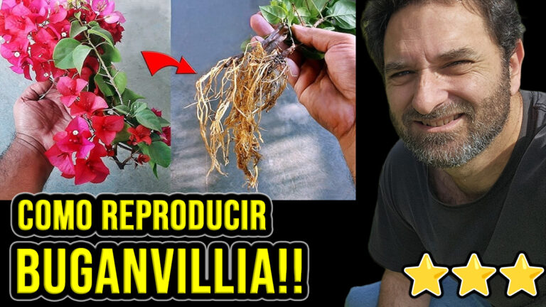 Reproducción de buganvilla – Cómo hacer esquejes de Bouganvilla o Santa Rita