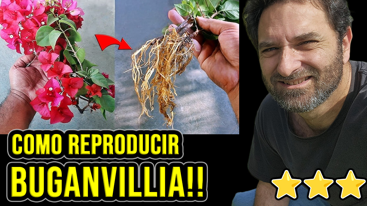 Cómo se reproduce la Bugambilia?¿cómo haces para propagar semillas y esquejes de buganvillas? #jardin #plantas