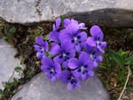 viola, violeta flores comestibles