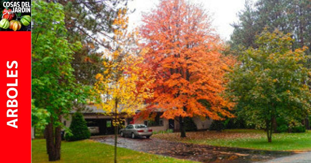 Calendario de mantenimiento de árboles y arbustos