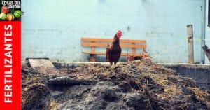 como usar abono gallinaza #huerto #huerta #huertourbano #jardineria #jardin #cultivar #compost