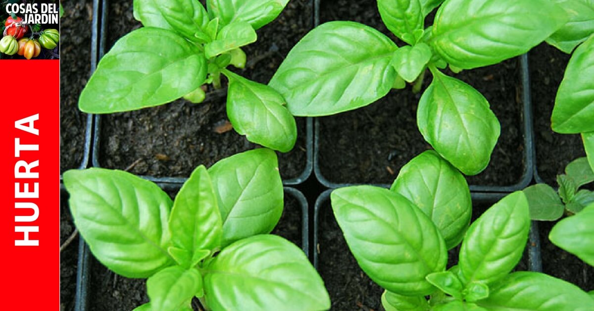 Las plantas de albahaca son sin duda una de las hierbas más populares que puedas cultivar en el jardín de tu casa. Cultivar albahaca al aire libre o en un recipiente es muy fácil de hacer si siguen estos simples pasos sobre cómo cultivar albahaca. #Jardin #Jardineria #Huerto #Huertourbano #Cultivar