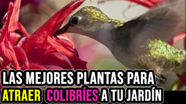 TOP 10 mejores Flores para atraer Colibríes a tu jardín