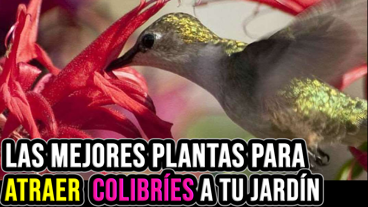 flores que atraen colibries #huerto #huerta #huertourbano #jardin #jardineria #cultivar