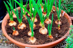 como-cultivar-cebolla