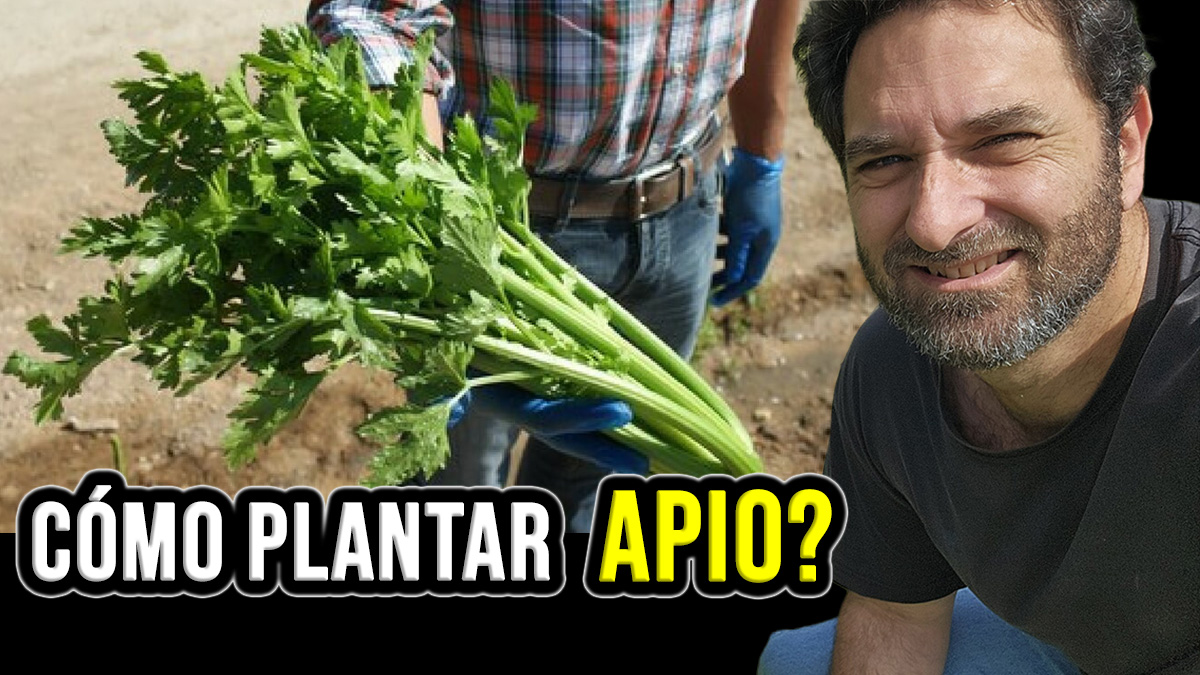 Guía de cultivo de Apio – Tips para la siembra y cuidados