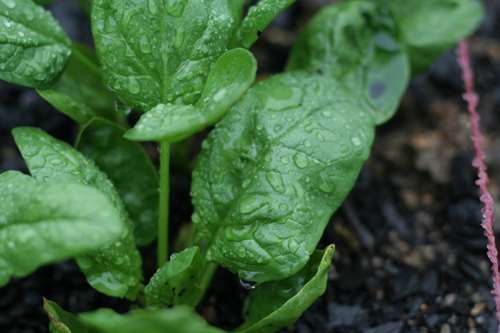 Cultivo de espinaca