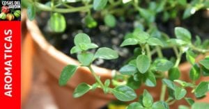Como cultivar tomillo – Guía completa sobre el cultivo Exterior, Interior, Cuidados