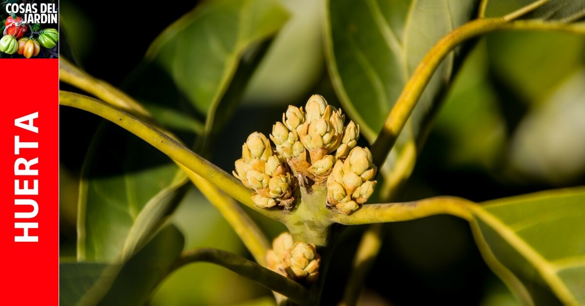 Si bien no es un problema común, puede ocurrir que tu Aguacate no da flores. ¿Cómo hacer que salgan flores en los árboles de aguacate? El problema puede ser de cultivo, ambiental, relacionado con la edad del árbol o problemas de polinización. #planner #jardin #jardineria #huertourbano #huerto #cultivar