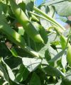 Cultivo de Arvejas