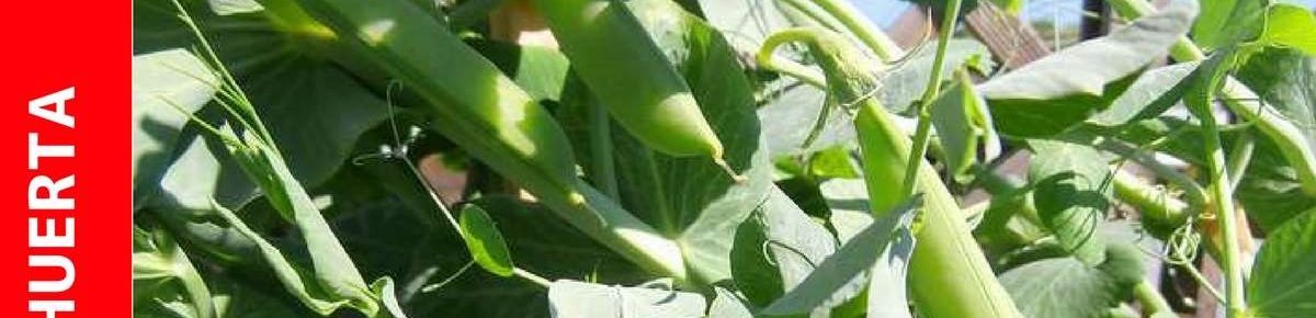 Cultivo de Arvejas