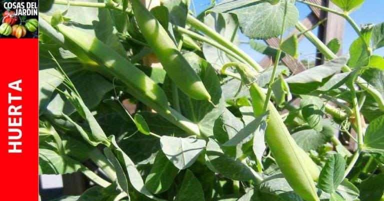 Guía completa sobre el cultivo de arvejas, guisantes o chícharos