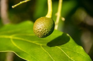 palta no da flores