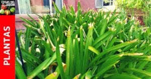 ¿Por qué a mi planta se le secan las puntas de las hojas? y como solucionarlo