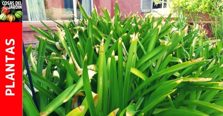 ¿Por qué a mi planta se le secan las puntas de las hojas? y como solucionarlo