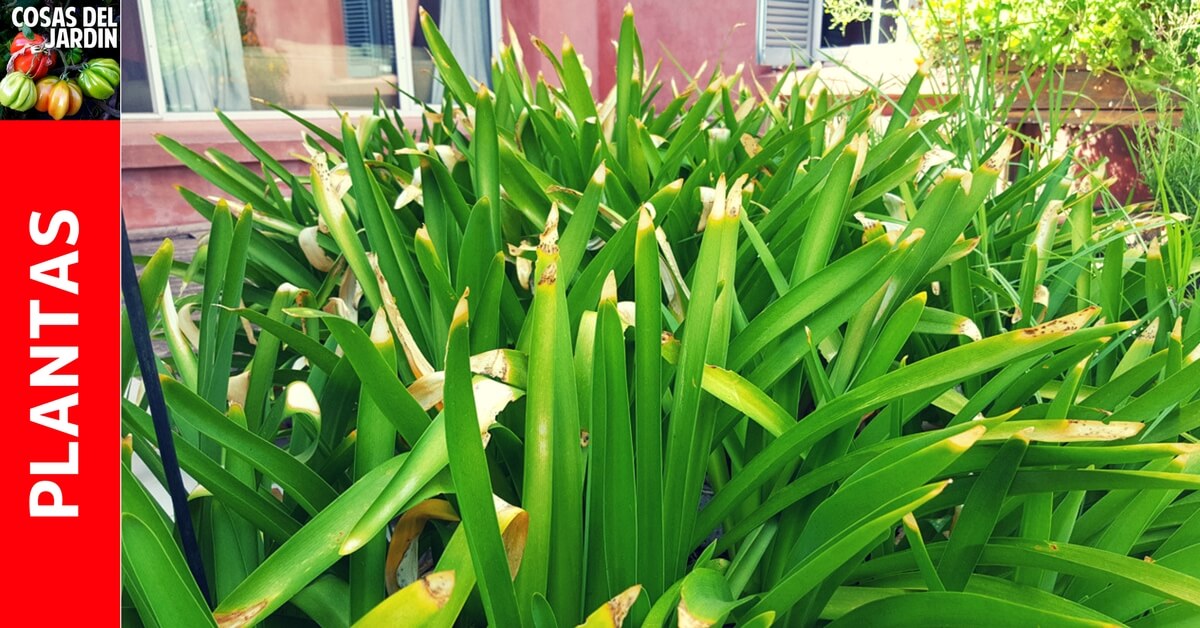 ¿Por qué a mi planta se le secan las puntas de las hojas? y como solucionarlo