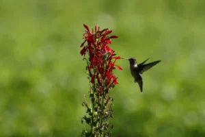 lobelia cardinalis