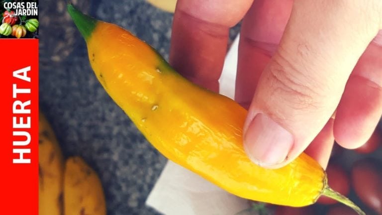 Cómo y Cuándo Cosechar los Pimientos para que estén al máximo de sabor