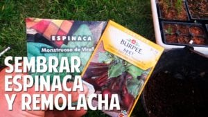 Cómo plantar espinaca, tan deliciosa que hasta tus hijos comerán