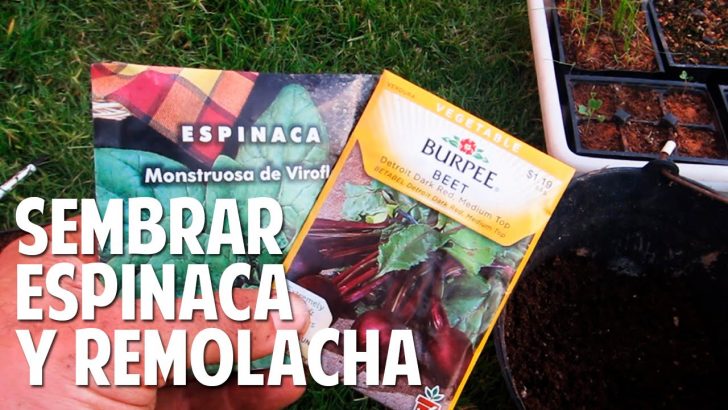Cómo plantar espinaca, tan deliciosa que hasta tus hijos comerán