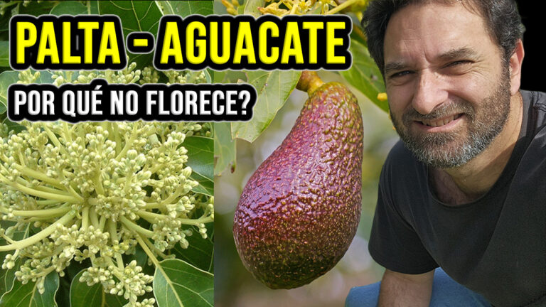 Por qué mi aguacate no da flores? Problemas en la floración de paltas o aguacates