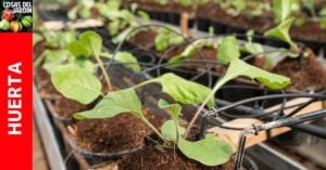 Falta de agua en las Plantas – Cómo saber si una planta necesita agua?