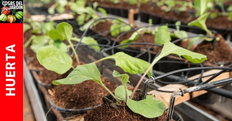 Falta de agua en las Plantas – Cómo saber si una planta necesita agua?
