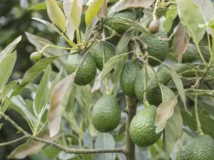 palta no da flores