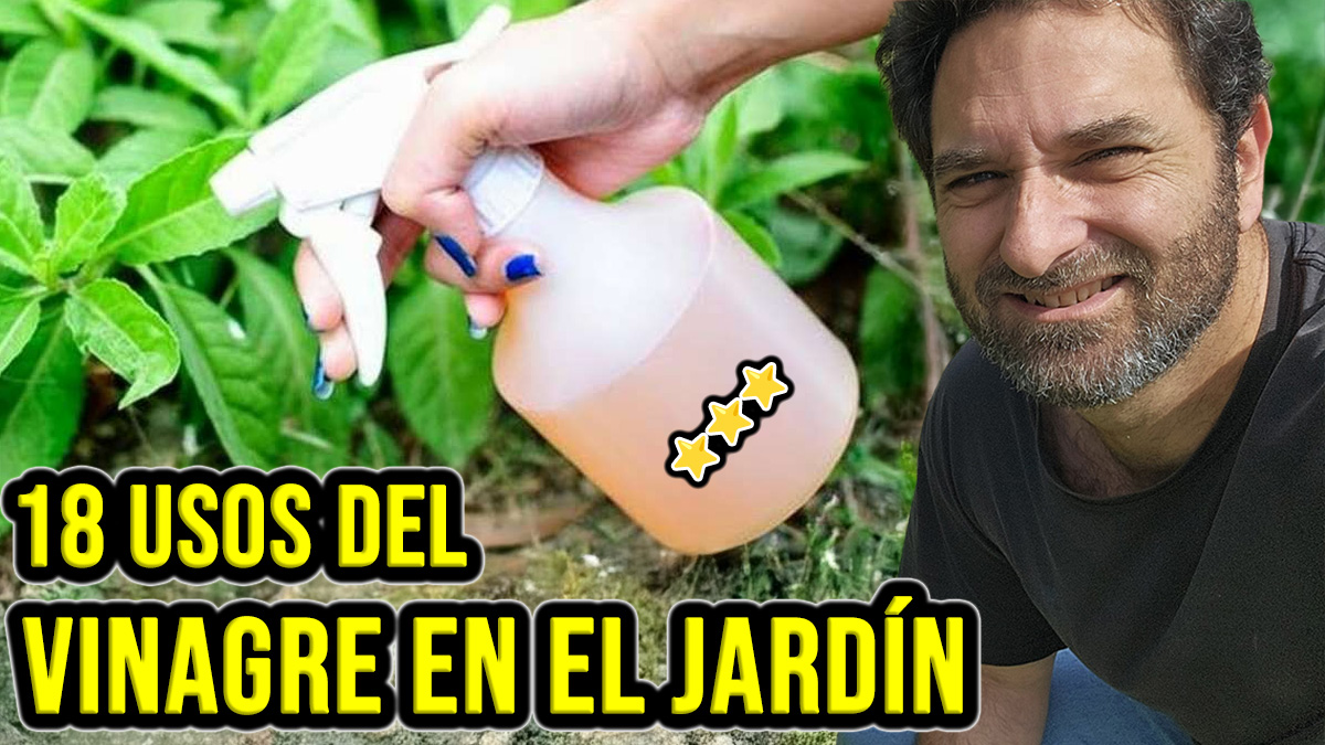 La principal cualidad del vinagre es ser muy ácido, lo que le confiere ciertos poderes sobrenaturales y lo más importante es que siempre tenemos a mano un poco de vinagre en casa, por eso creo que vale la pena explorar todos los usos que podemos darle al vinagre en el jardin #plantas #jardin #jardineria #huerto #huertourbano #cultivar