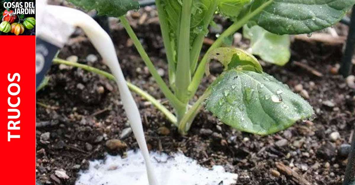 Todos los usos de la leche en el huerto y el Jardín - Fertilizante,  Fungicida y Más - Cosas del Jardin