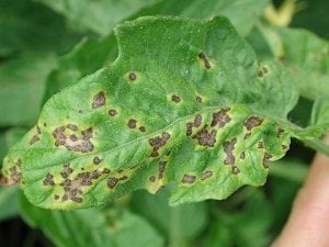 Tizón Bacteriano del tomate